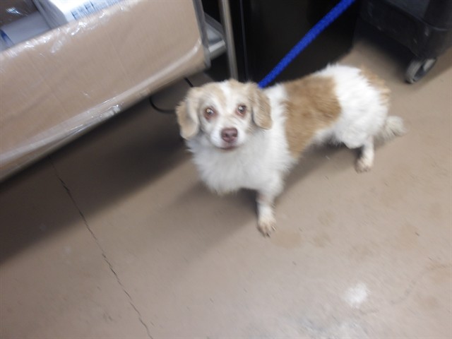 Koby at Chicago Animal Care and Control