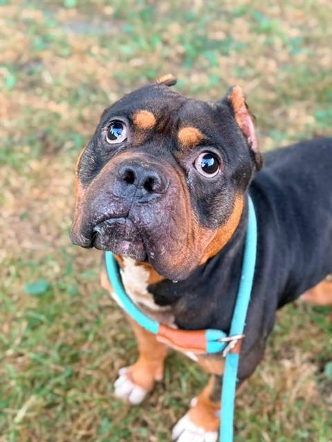Durst, adoptable American Pit Bull Terrier at Chicago Animal Care and Control
