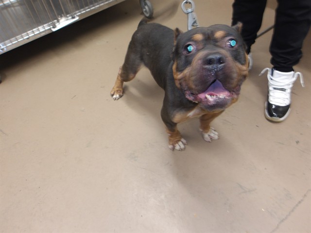 American Pit Bull Terrier at Chicago Animal Care and Control