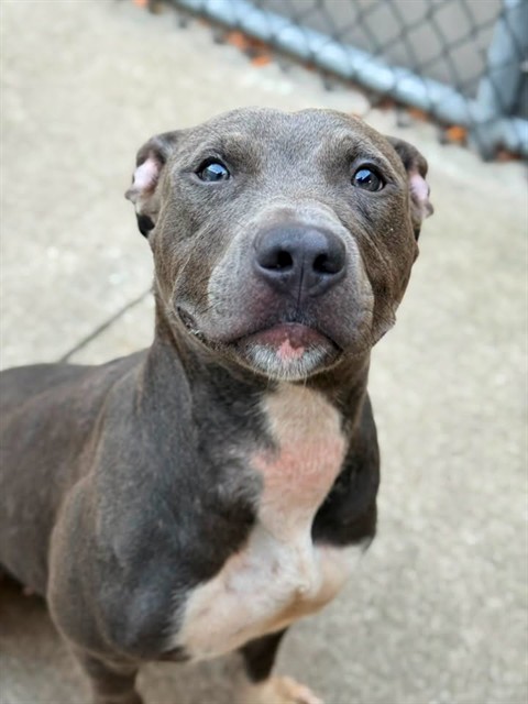 Sea Lettuce, adoptable American Pit Bull Terrier at Chicago Animal Care and Control