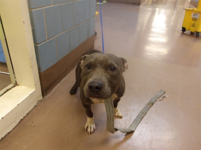 American Pit Bull Terrier at Chicago Animal Care and Control