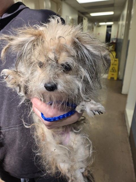 Yorkshire Terrier at Chicago Animal Care and Control