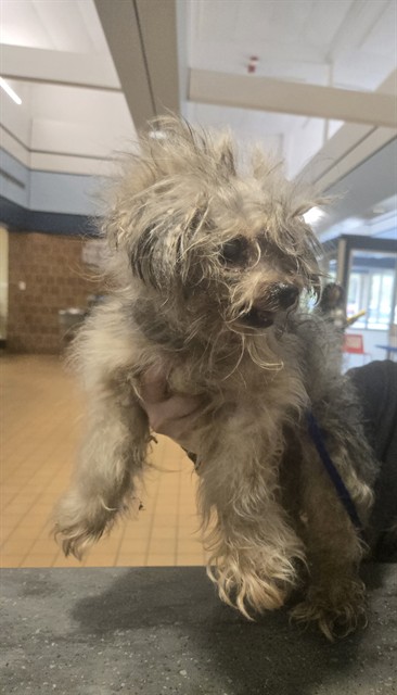 Yorkshire Terrier at Chicago Animal Care and Control