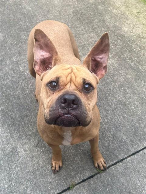 Pumpkin, adoptable American Pit Bull Terrier at Chicago Animal Care and Control