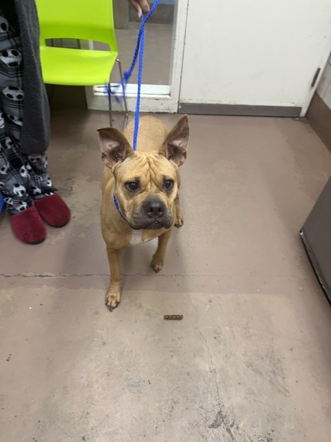 American Pit Bull Terrier at Chicago Animal Care and Control