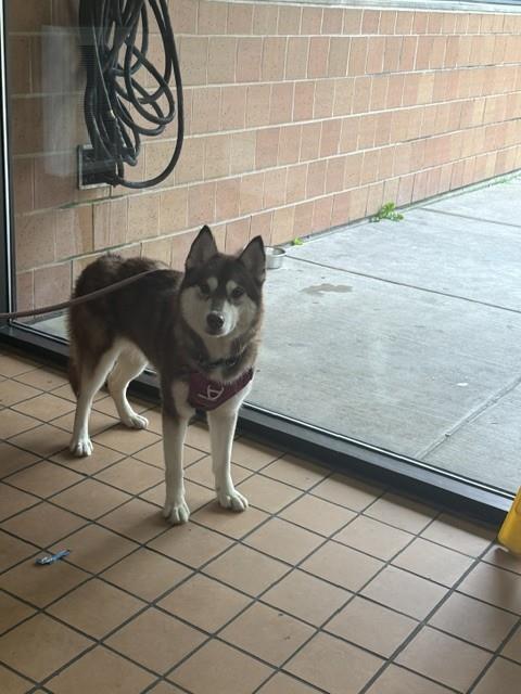 Amira at Chicago Animal Care and Control