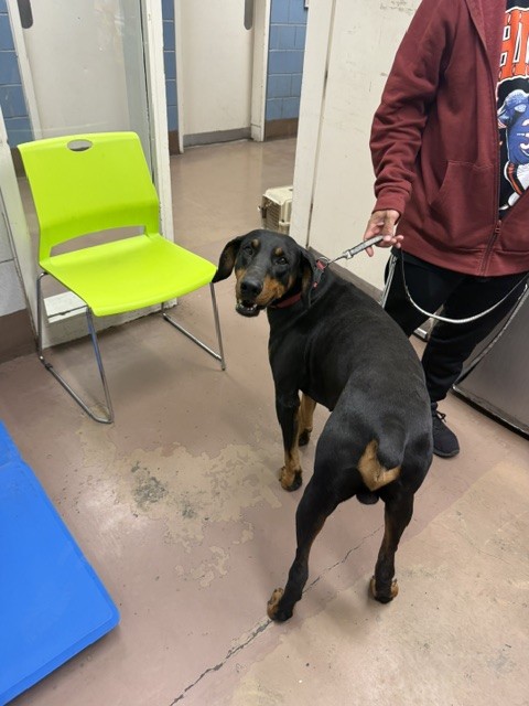 Doberman Pinscher at Chicago Animal Care and Control