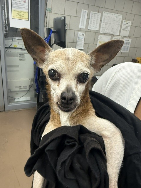 Chihuahua at Chicago Animal Care and Control