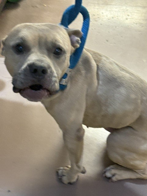 American Pit Bull Terrier at Chicago Animal Care and Control