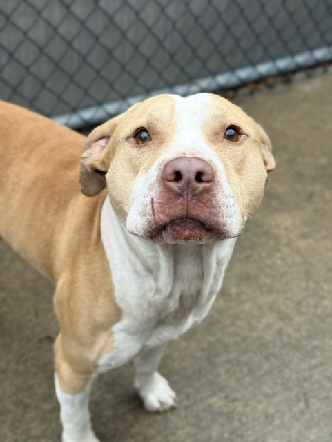 Topo Chico, adoptable American Pit Bull Terrier at Chicago Animal Care and Control