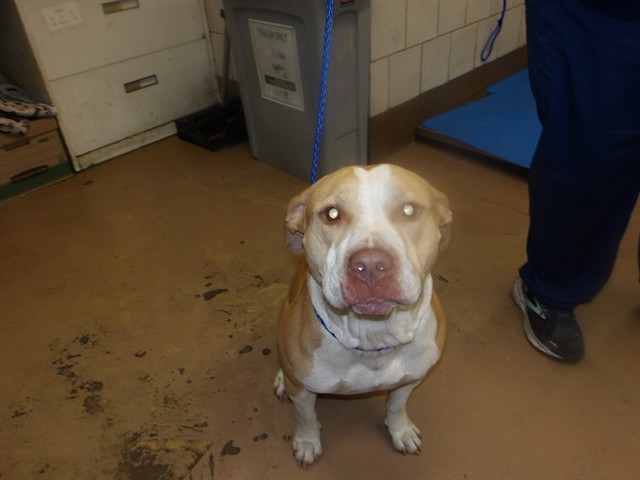 Chico at Chicago Animal Care and Control