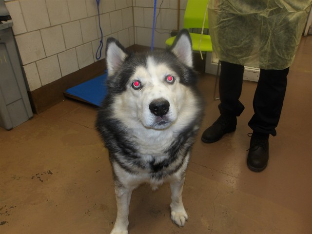 Dude at Chicago Animal Care and Control