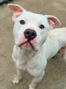 Shoestring, adoptable American Pit Bull Terrier at Chicago Animal Care and Control