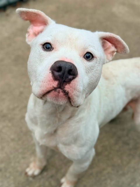 Shoestring, adoptable American Pit Bull Terrier at Chicago Animal Care and Control