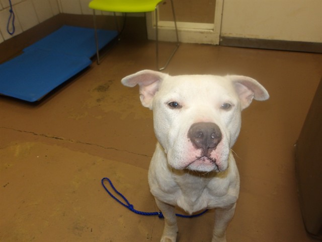 American Pit Bull Terrier at Chicago Animal Care and Control