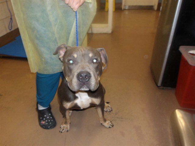 American Pit Bull Terrier at Chicago Animal Care and Control