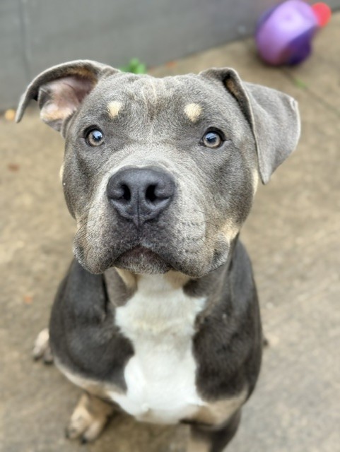 Boardwalk, adoptable American Pit Bull Terrier at Chicago Animal Care and Control