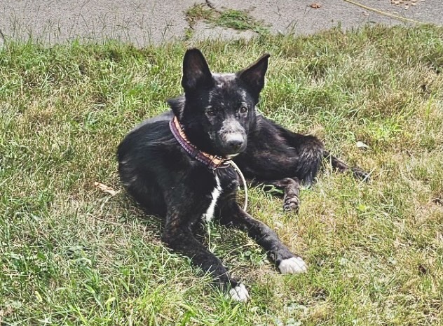 Border Collie at Chicago Animal Care and Control