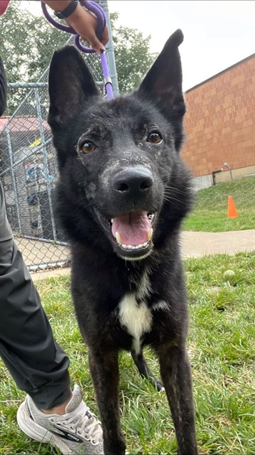Stanley, adoptable Border Collie at Chicago Animal Care and Control