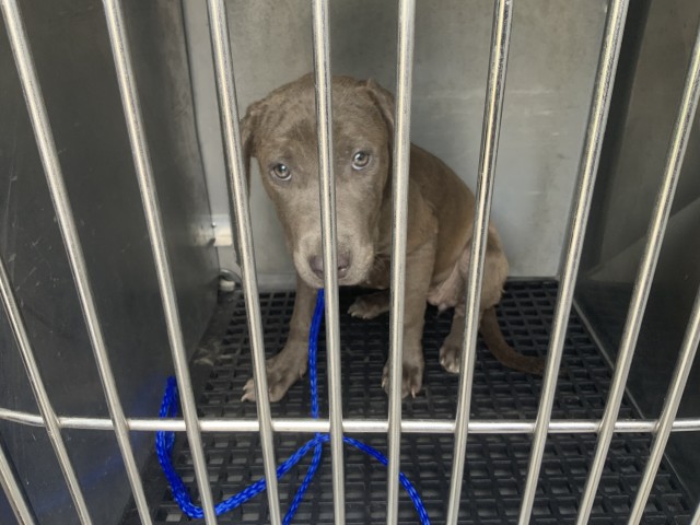 American Pit Bull Terrier at Chicago Animal Care and Control