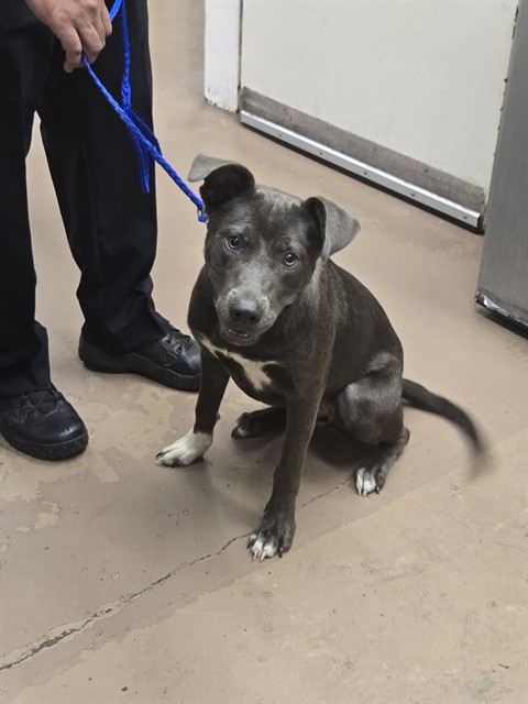 American Pit Bull Terrier at Chicago Animal Care and Control