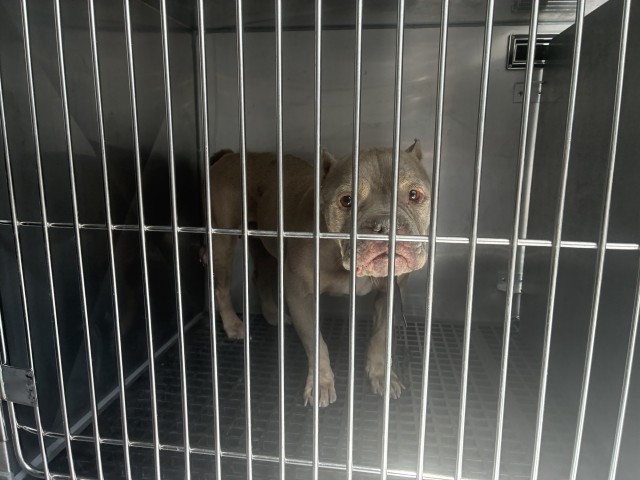 American Pit Bull Terrier / Bull Terrier / Bulldog at Chicago Animal Care and Control