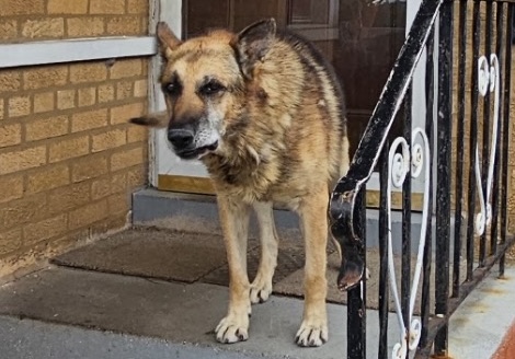 German Shepherd Dog at Chicago Animal Care and Control