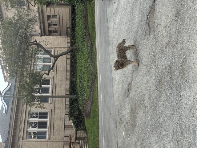 Dog A320868 at Chicago Animal Care and Control