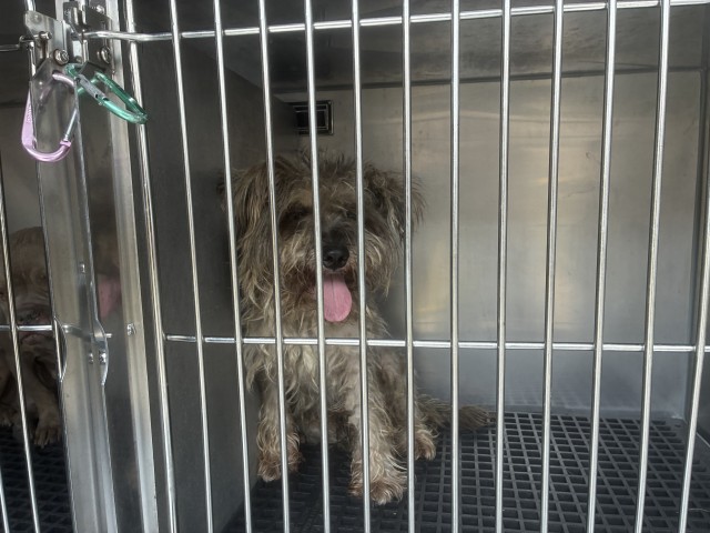 Dog A320868 at Chicago Animal Care and Control — photo 1