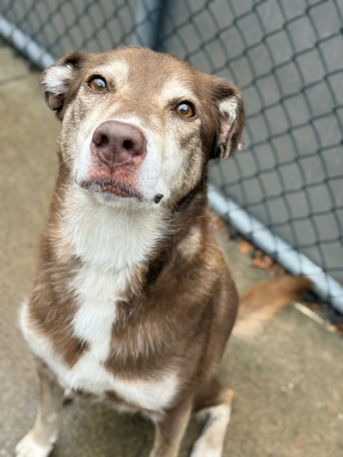 Cholena at Chicago Animal Care and Control