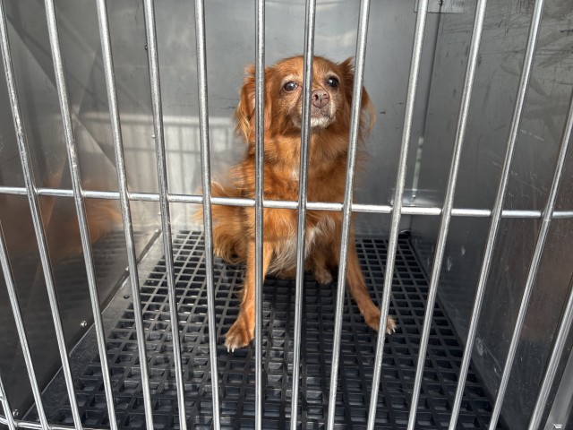 Bam Bam at Chicago Animal Care and Control