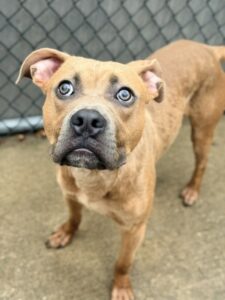 Modelo, adoptable American Pit Bull Terrier at Chicago Animal Care and Control
