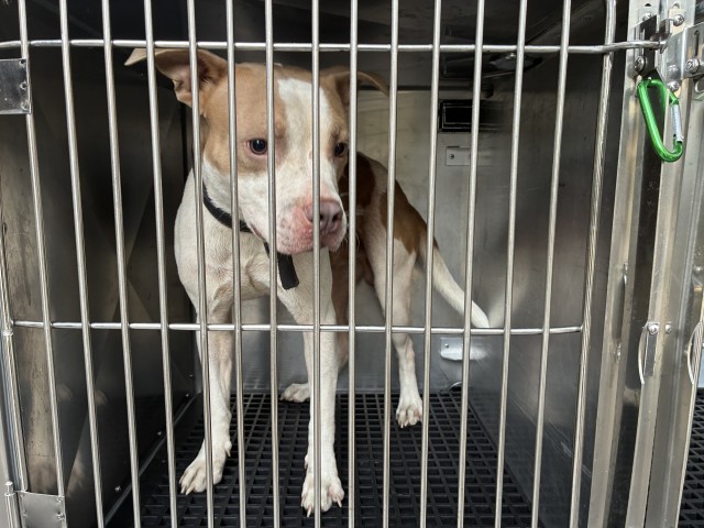 American Pit Bull Terrier at Chicago Animal Care and Control