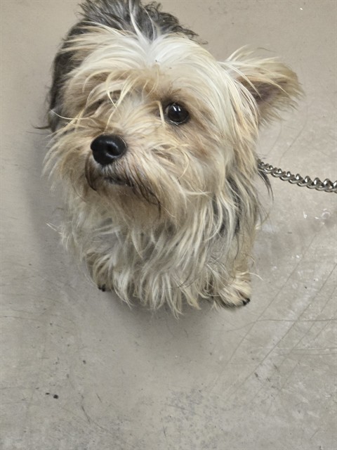 Gucci at Chicago Animal Care and Control