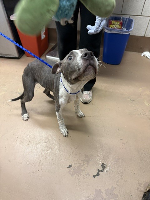 Halo at Chicago Animal Care and Control