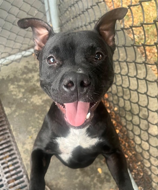 Sombra, adoptable American Pit Bull Terrier at Chicago Animal Care and Control