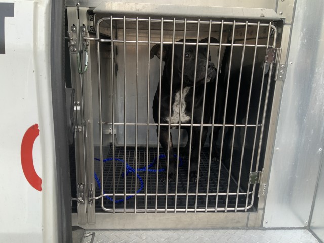 American Pit Bull Terrier at Chicago Animal Care and Control