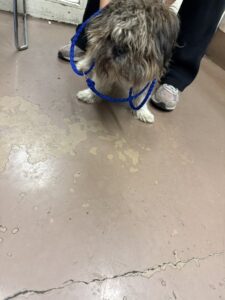 Bentley, adoptable Shih Tzu at Chicago Animal Care and Control