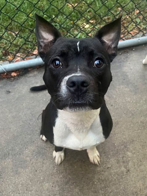 Pugsley, adoptable American Pit Bull Terrier at Chicago Animal Care and Control