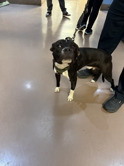 American Pit Bull Terrier at Chicago Animal Care and Control
