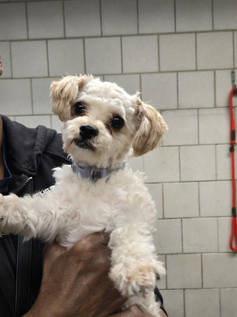 Lulu at Chicago Animal Care and Control