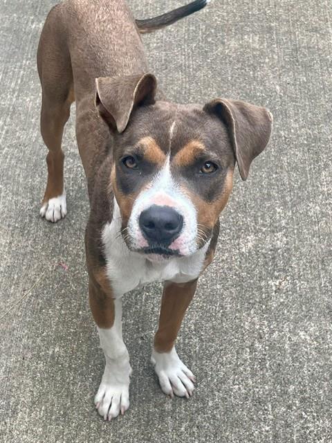 Simona, adoptable American Pit Bull Terrier at Chicago Animal Care and Control