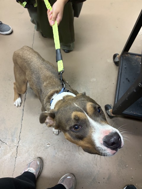 American Pit Bull Terrier at Chicago Animal Care and Control