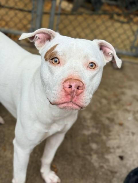 Park Place, adoptable American Pit Bull Terrier at Chicago Animal Care and Control