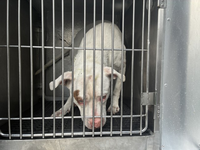 American Pit Bull Terrier at Chicago Animal Care and Control