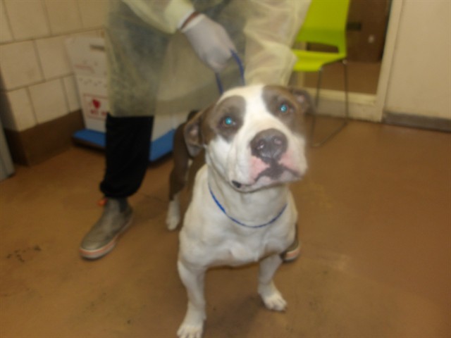 American Pit Bull Terrier at Chicago Animal Care and Control