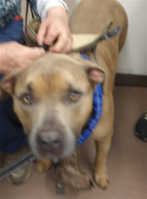 Max at Chicago Animal Care and Control