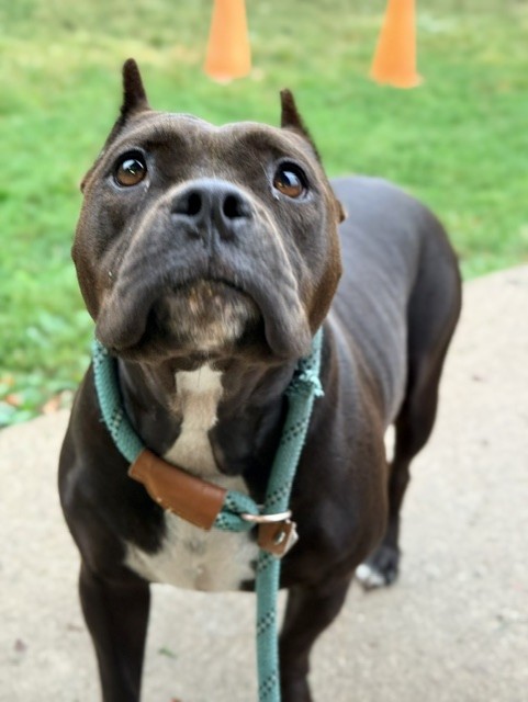 Natasha, adoptable American Pit Bull Terrier at Chicago Animal Care and Control