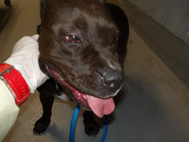 American Pit Bull Terrier at Chicago Animal Care and Control