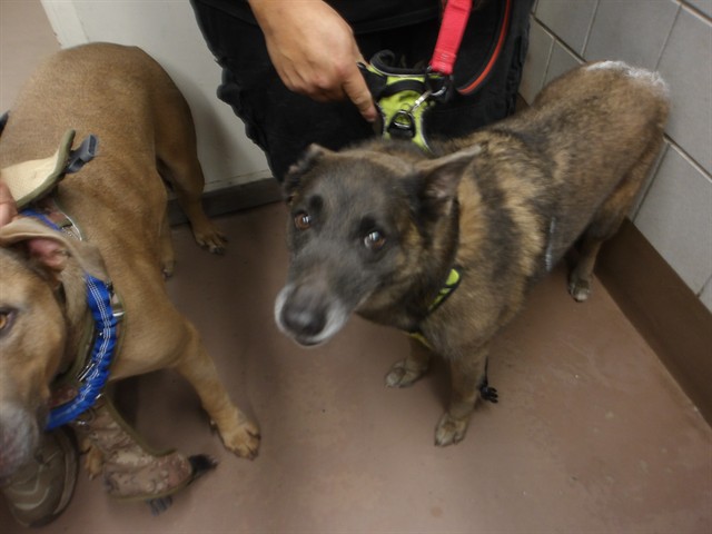 Chloe at Chicago Animal Care and Control